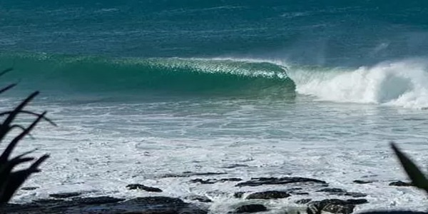 Albatross Jeffreys Bay